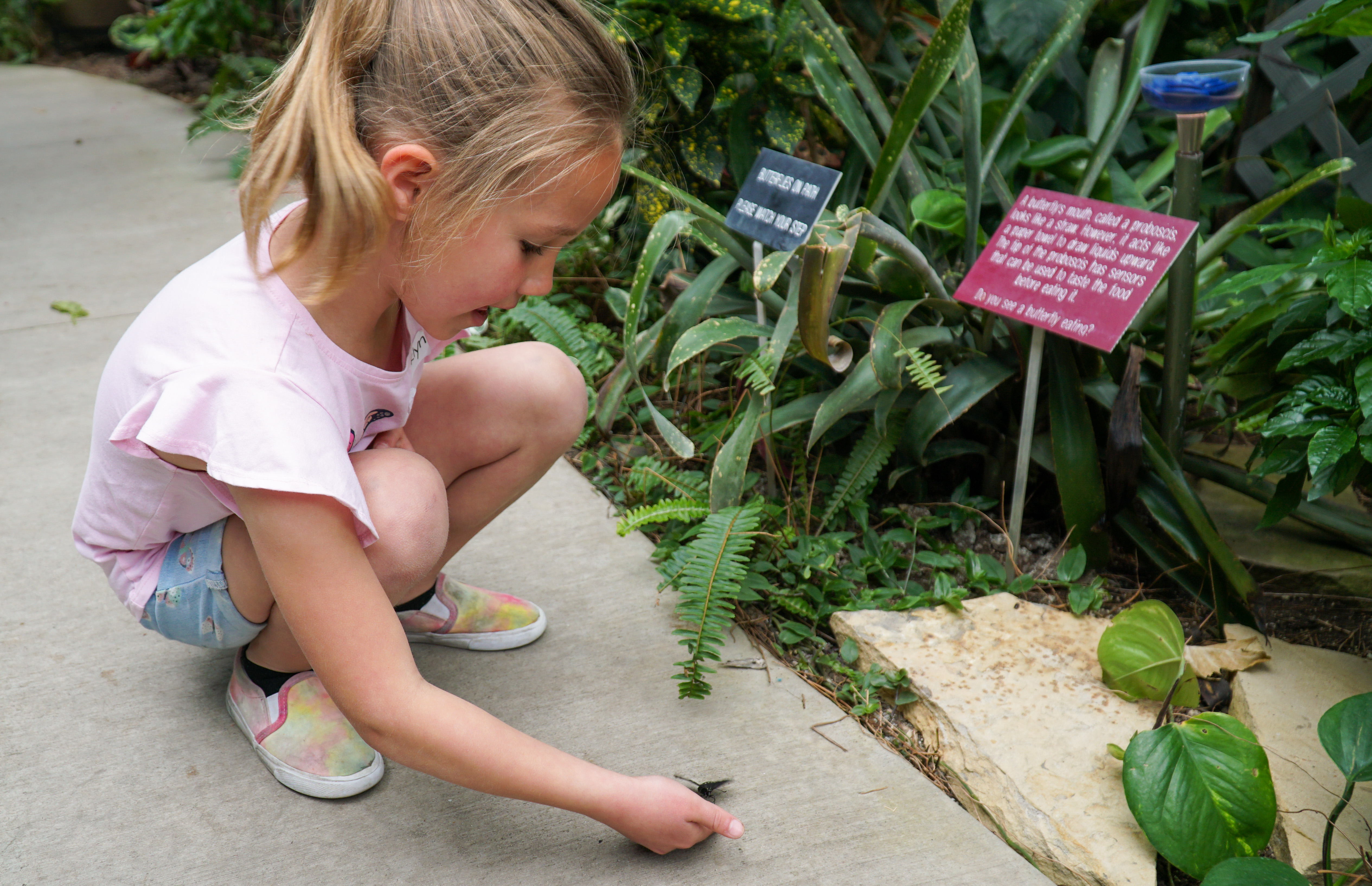 A young girl kneels down, looking at a butterfly. 