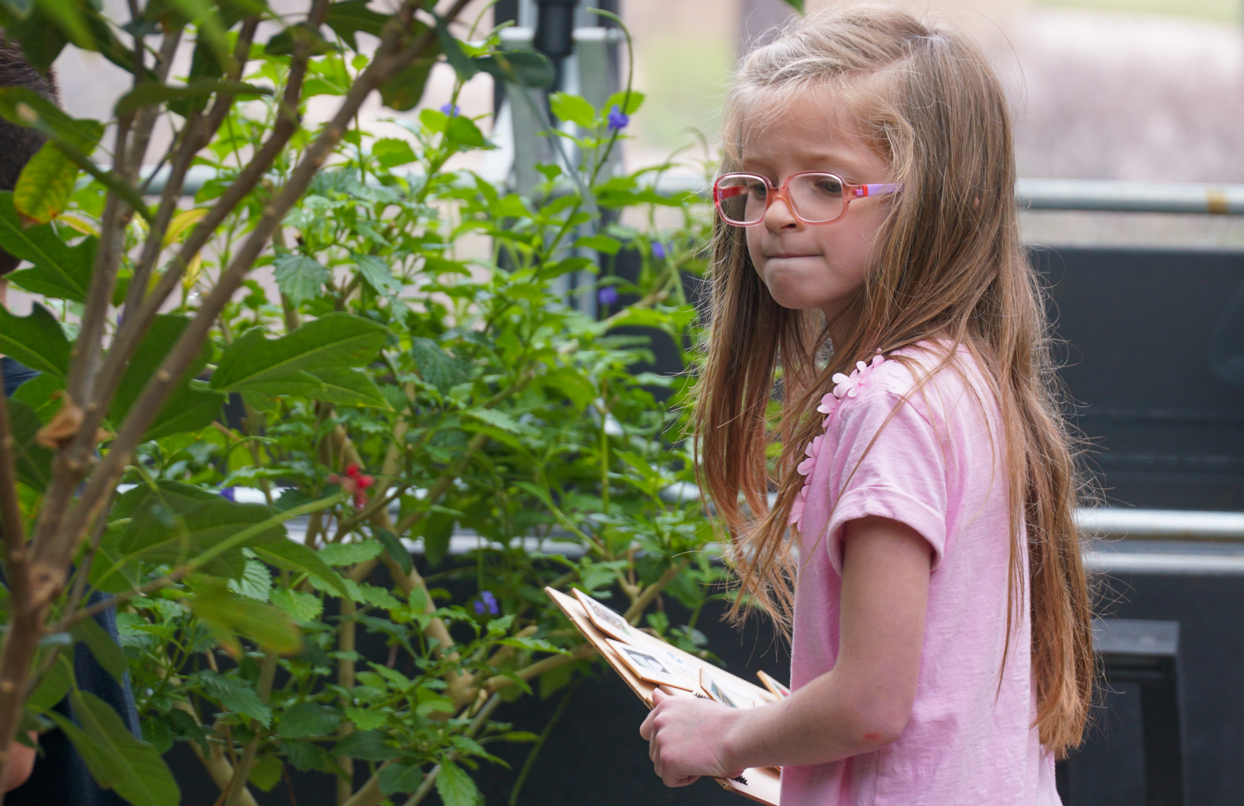 A kindergartner looks intently around the Butterfly House. 