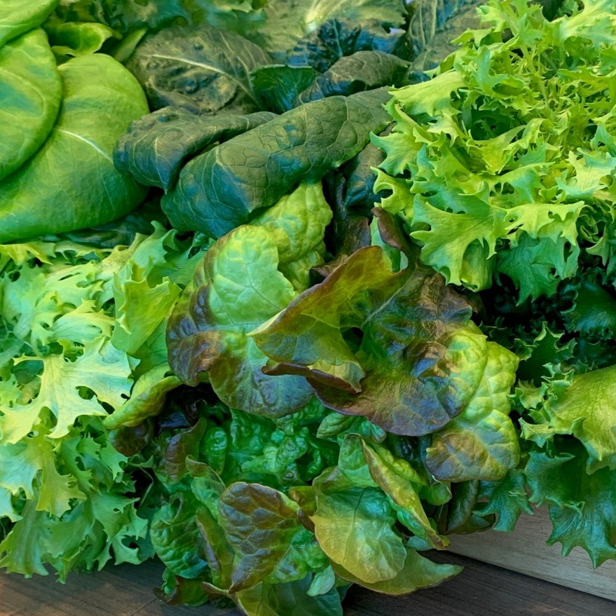 varieties of hydroponic lettuce