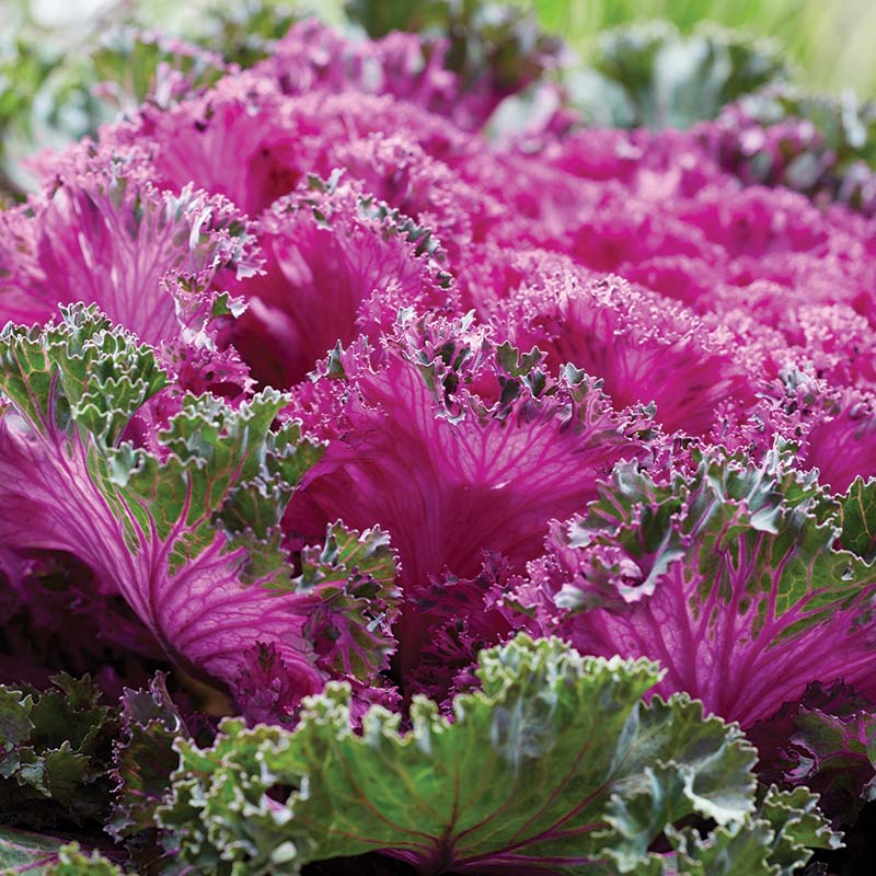 rainbow kale plant