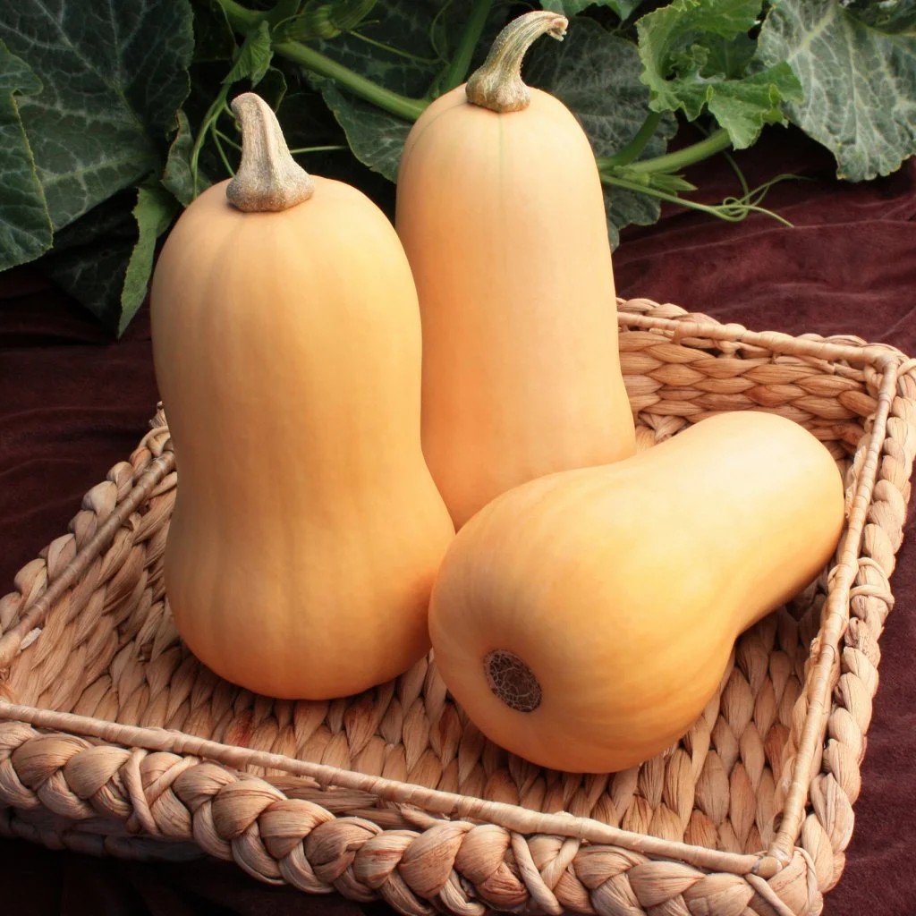 three butternut squash in a basket
