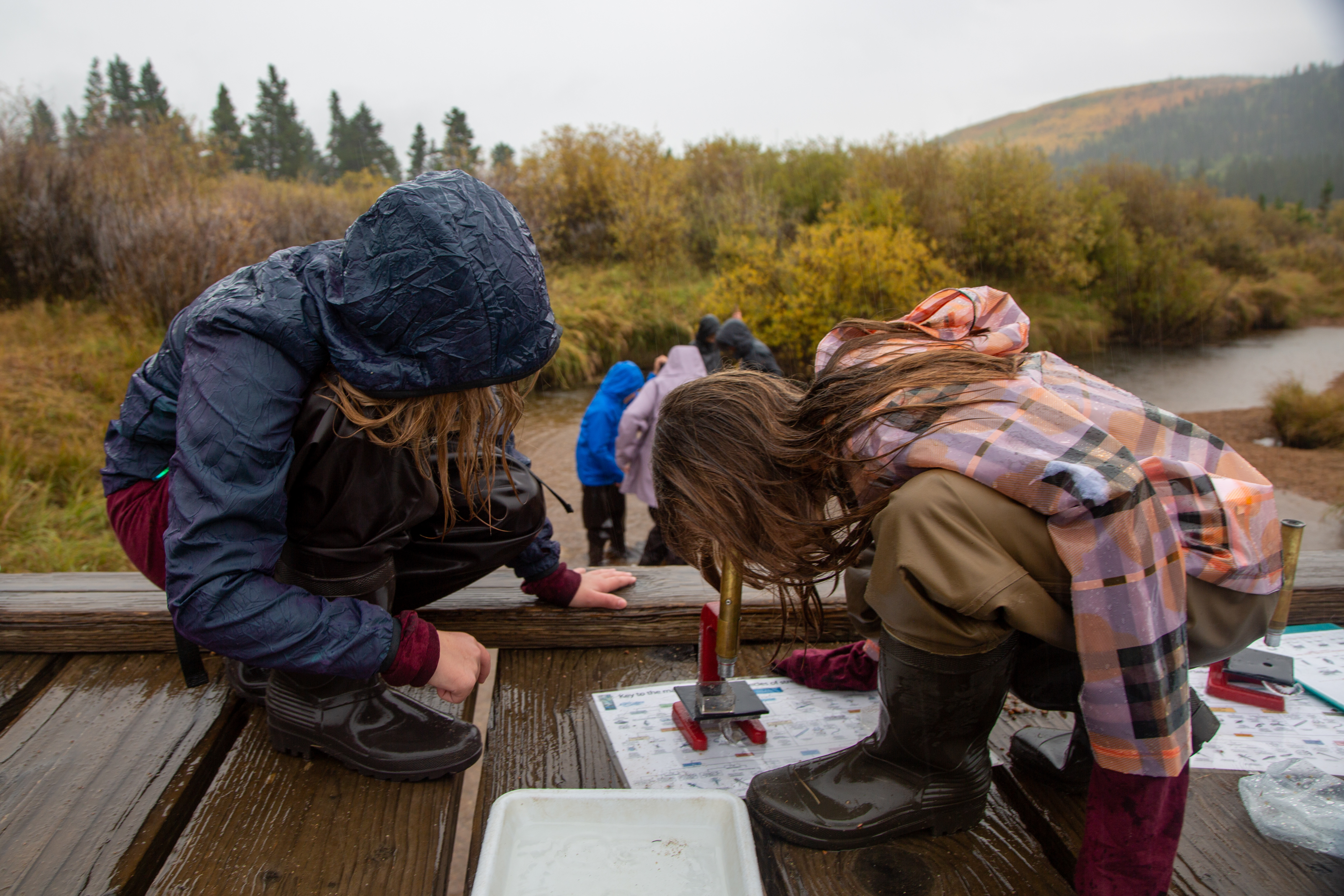 Students use a microscope to examine macroinvertebrates.